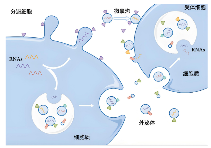 硬核突破！天歲生物外泌體成果再鑄行業標桿！